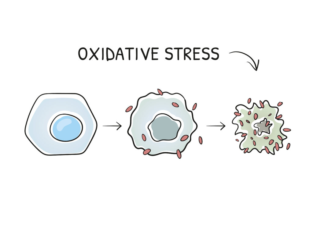 ashwagandha para el estres oxidativo